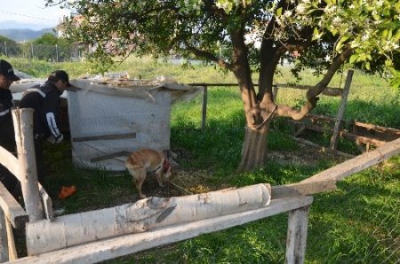 Muğla’da esrar ele geçirildi