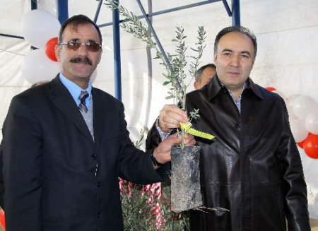 Muğla'da Köylülere 4 Bin Adet Zeytin Fidanı Dağıtıldı
