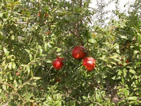 Muğla'da Pamuk Tarları Nar Bahçesi Oldu