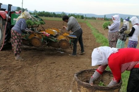 Muğla’da tütüne dönüş başladı