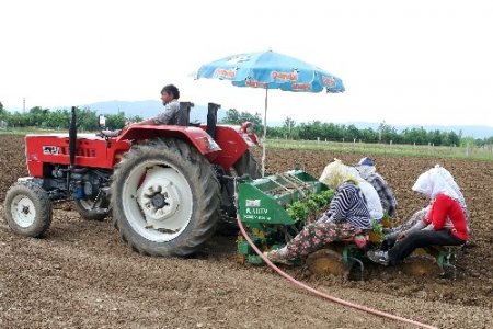 Muğla’da tütüne dönüş başladı