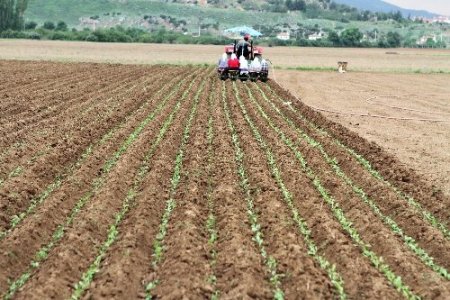 Muğla’da tütüne dönüş başladı