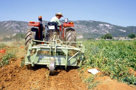 Muğla'da Yerli Patates Üretimine Başlandı
