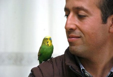 Muhabbet kuşu Sofi, İhlas suresini eksiksiz okuyor