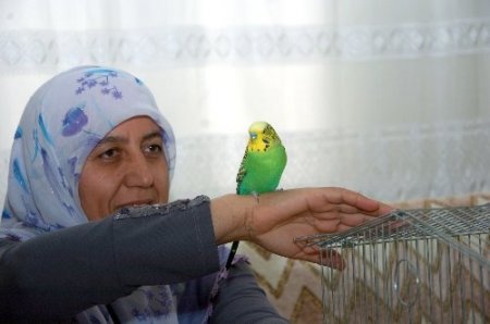 Muhabbet kuşu Sofi, İhlas suresini eksiksiz okuyor