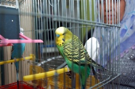 Muhabbet kuşu Sofi, İhlas suresini eksiksiz okuyor