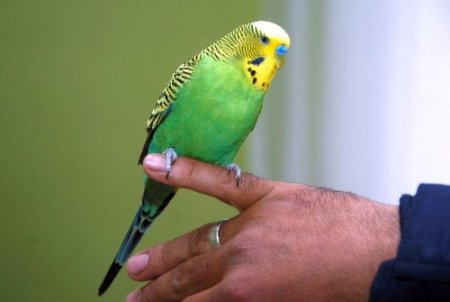 Muhabbet kuşu Sofi, İhlas suresini eksiksiz okuyor