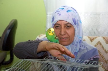 Muhabbet kuşu Sofi, İhlas suresini eksiksiz okuyor