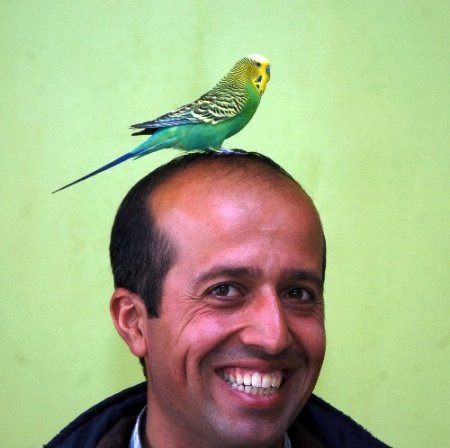 Muhabbet kuşu Sofi, İhlas suresini eksiksiz okuyor