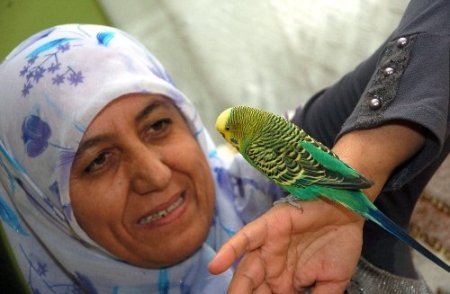 Muhabbet kuşu Sofi, İhlas suresini eksiksiz okuyor