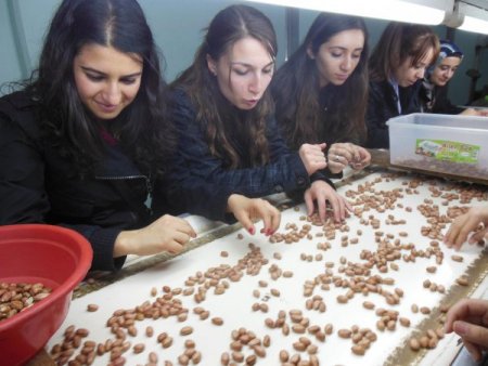 Mühendis adayları yerfıstığı fabrikasını gezdi