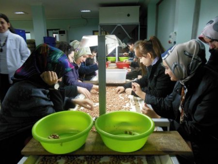 Mühendis adayları yerfıstığı fabrikasını gezdi