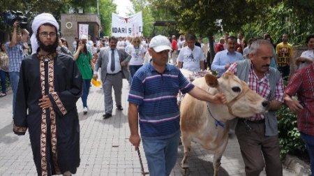 Mülkiyelilerin İnek Bayramı'nda ‘imamlı’, 'milli içki'li temsil