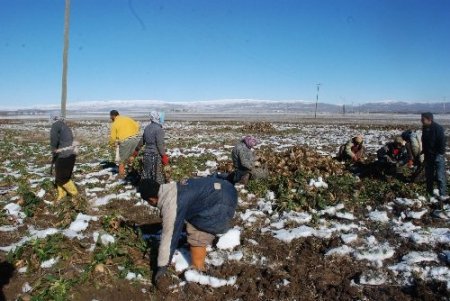 Muş Ziraat Odası: Devlet, Zarar Eden Pancar Çiftçisine Destek Vermeli