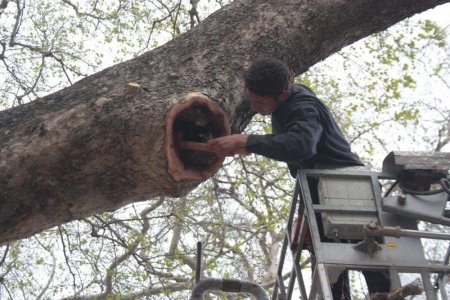 Musa ağacının bakımı yapılıyor