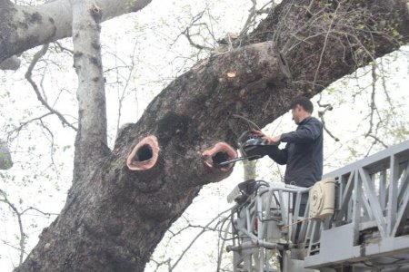Musa ağacının bakımı yapılıyor