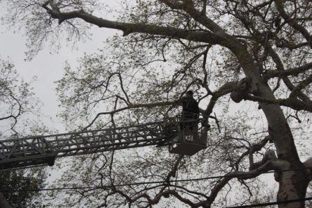 Musa ağacının bakımı yapılıyor