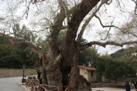 Musa ağacının bakımı yapılıyor