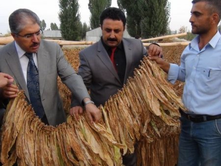 Muş'a tütünden 12 milyon lira girecek