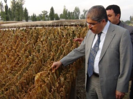 Muş'a tütünden 12 milyon lira girecek