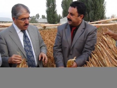 Muş'a tütünden 12 milyon lira girecek