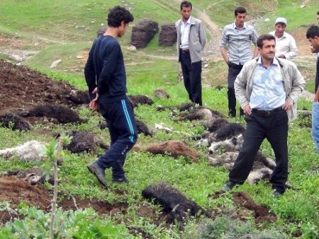 Muş'ta 30 küçükbaş hayvan telef oldu