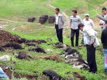 Muş'ta 30 küçükbaş hayvan telef oldu