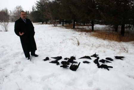 Muş'ta Aç Kalan Kuşlar Telef Oldu