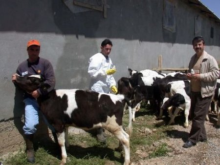 Muş'ta Hayvan Sevkiyatına Şap Aşısı Engeli
