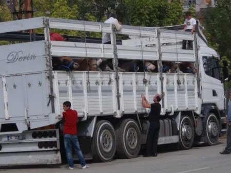Muş’ta kurbanlık telaşı