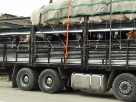 Muş’ta kurbanlık telaşı