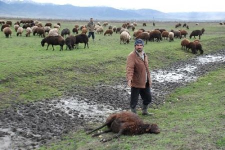 Muş'ta Toplu Hayvan Ölümleri Besicileri Korkuttu