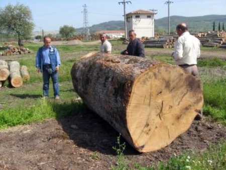 Mustafakemalpaşa'da Rekor Fiyatla Tomruk Satışı