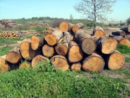 Mustafakemalpaşa'da Rekor Fiyatla Tomruk Satışı