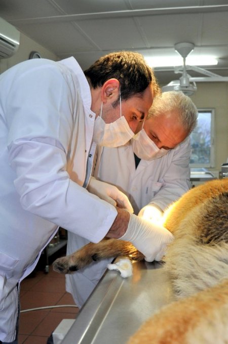 Mustafakemalpaşa’da sahipsiz hayvanlara yeni bir yuva