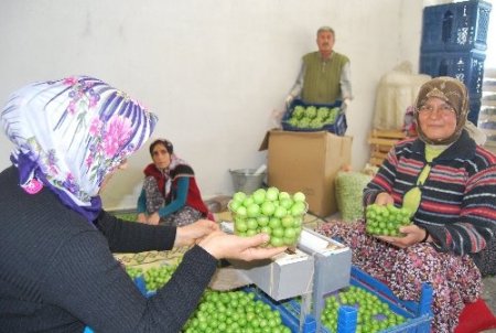 Mut turfanda sebze ve meyve hali bu yıl bir hafta erken açıldı