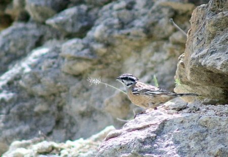 Mut'ta 6 kuş çeşidinin varlığı ortaya çıktı