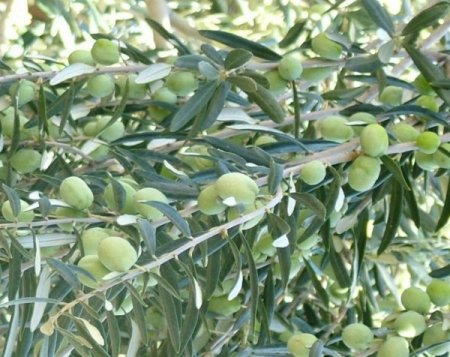 Mut'ta 95 bin ton zeytin üretimi bekleniyor