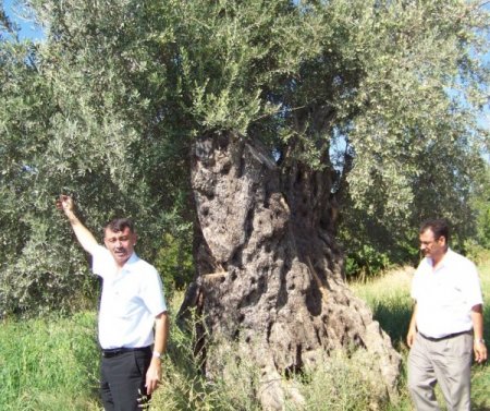 Mut'ta 95 bin ton zeytin üretimi bekleniyor