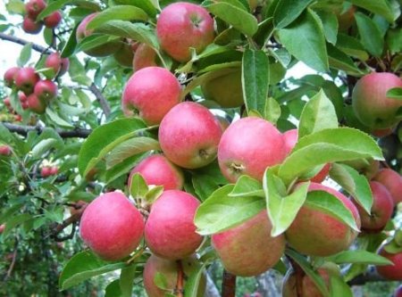 Mut'ta Bu Yıl 22 Bin Ton Elma Rekoltesi Bekleniyor