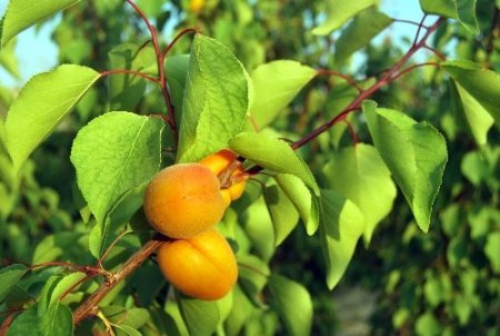 Mut'ta erkenci kayısı hasadı başladı