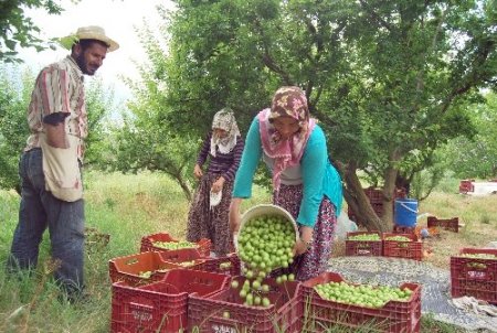 Mut'ta erkenci kayısı hasadı başladı