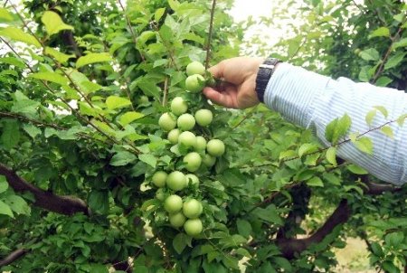 Mut'ta erkenci kayısı hasadı başladı