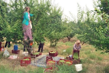 Mut'ta erkenci kayısı hasadı başladı