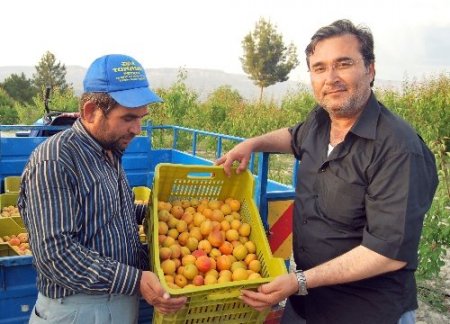 Mut'ta erkenci kayısı hasadı başladı