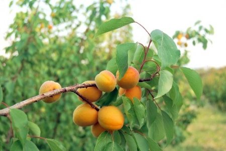 Mut'ta erkenci kayısı hasadı başladı