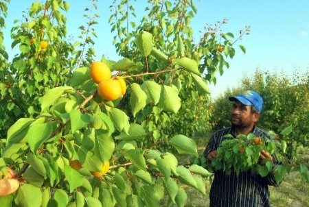 Mut'ta erkenci kayısı hasadı başladı