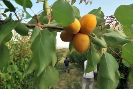 Mut'ta erkenci kayısı hasadı başladı