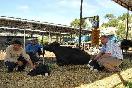 Mut'ta üçüz doğum yapan inek sahibini sevince boğdu
