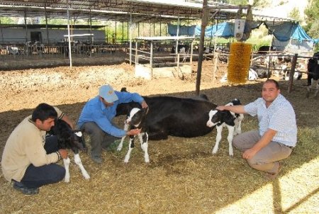 Mut'ta üçüz doğum yapan inek sahibini sevince boğdu